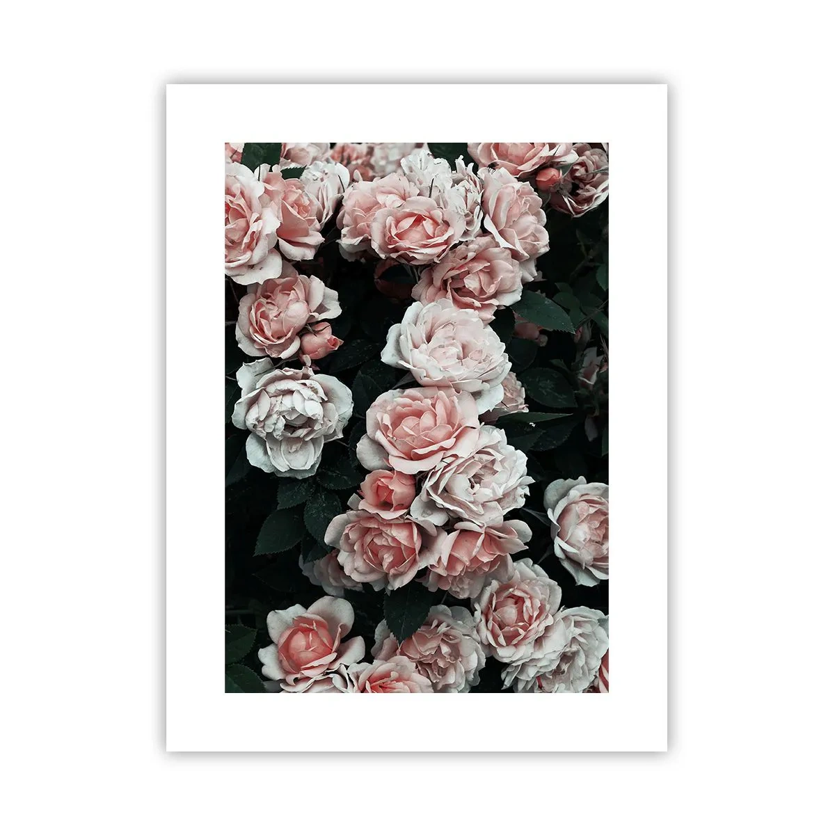 Pôster - Conjuntos de rosas - 30x40 cm