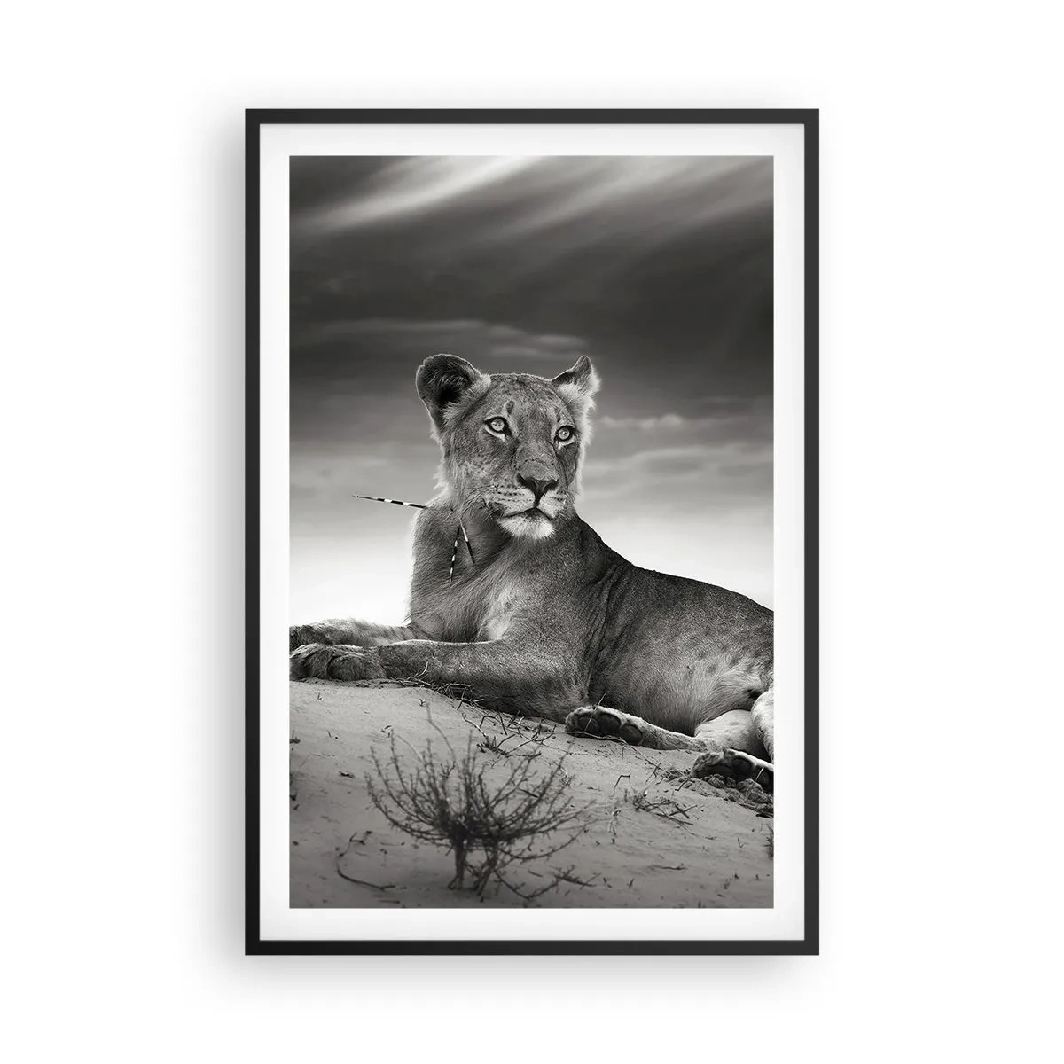 Pôster com moldura preta - Descanso da Rainha do Deserto - 61x91 cm