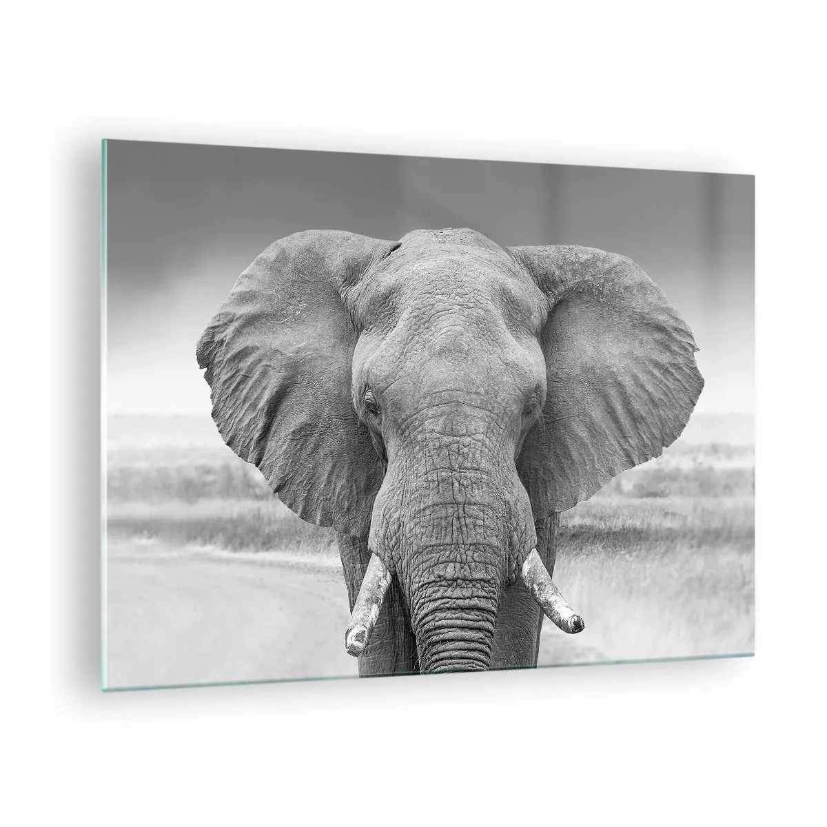 Quadro em vidro - Retrato em preto e branco de um elefante na savana - 70x50cm - Bem-vindo ao meu mundo - Decoração de parede moderna para a sala de estar e quarto ARTTOR