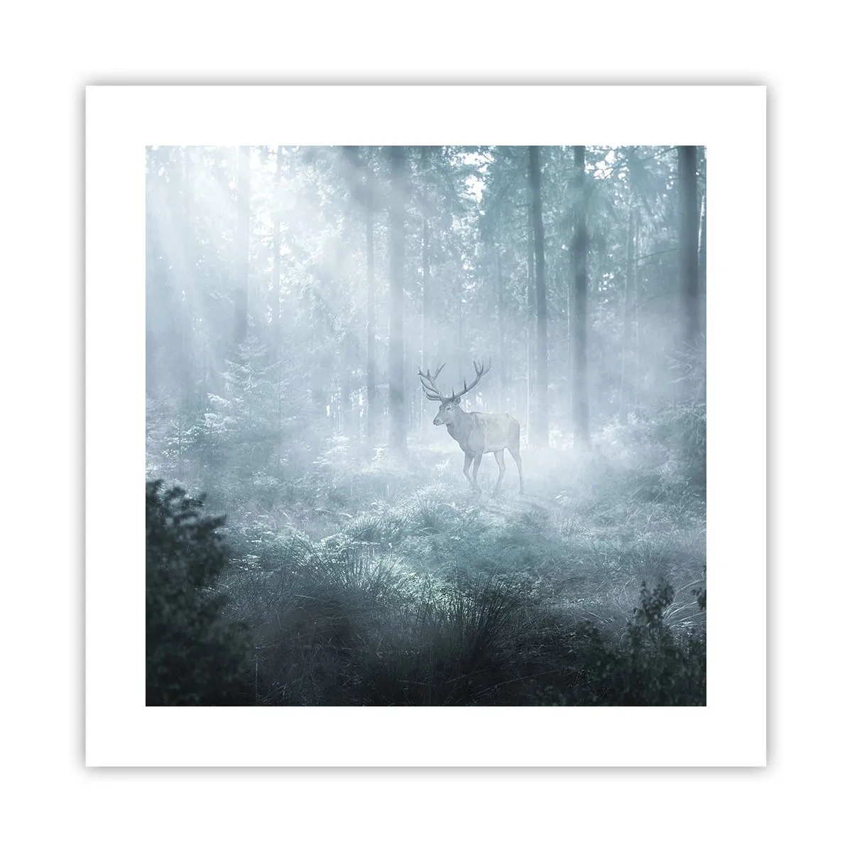 Pôster - Passeio matinal à volta da propriedade - 40x40 cm