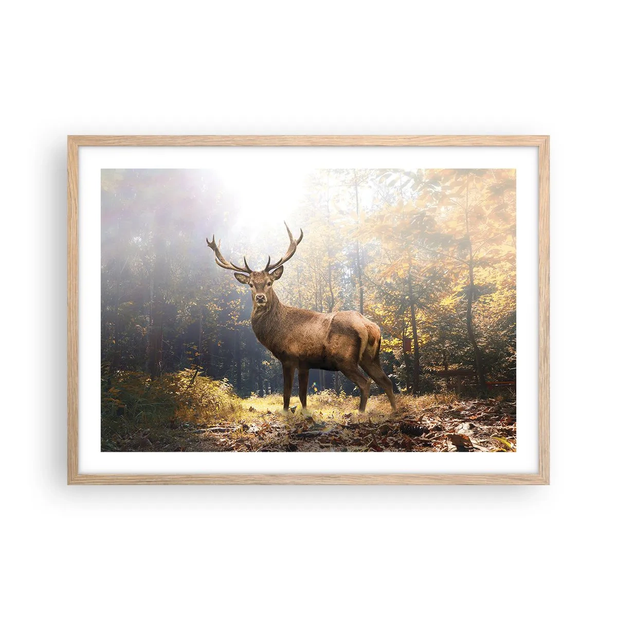Pôster com moldura de carvalho claro - Em plena majestade - 70x50 cm