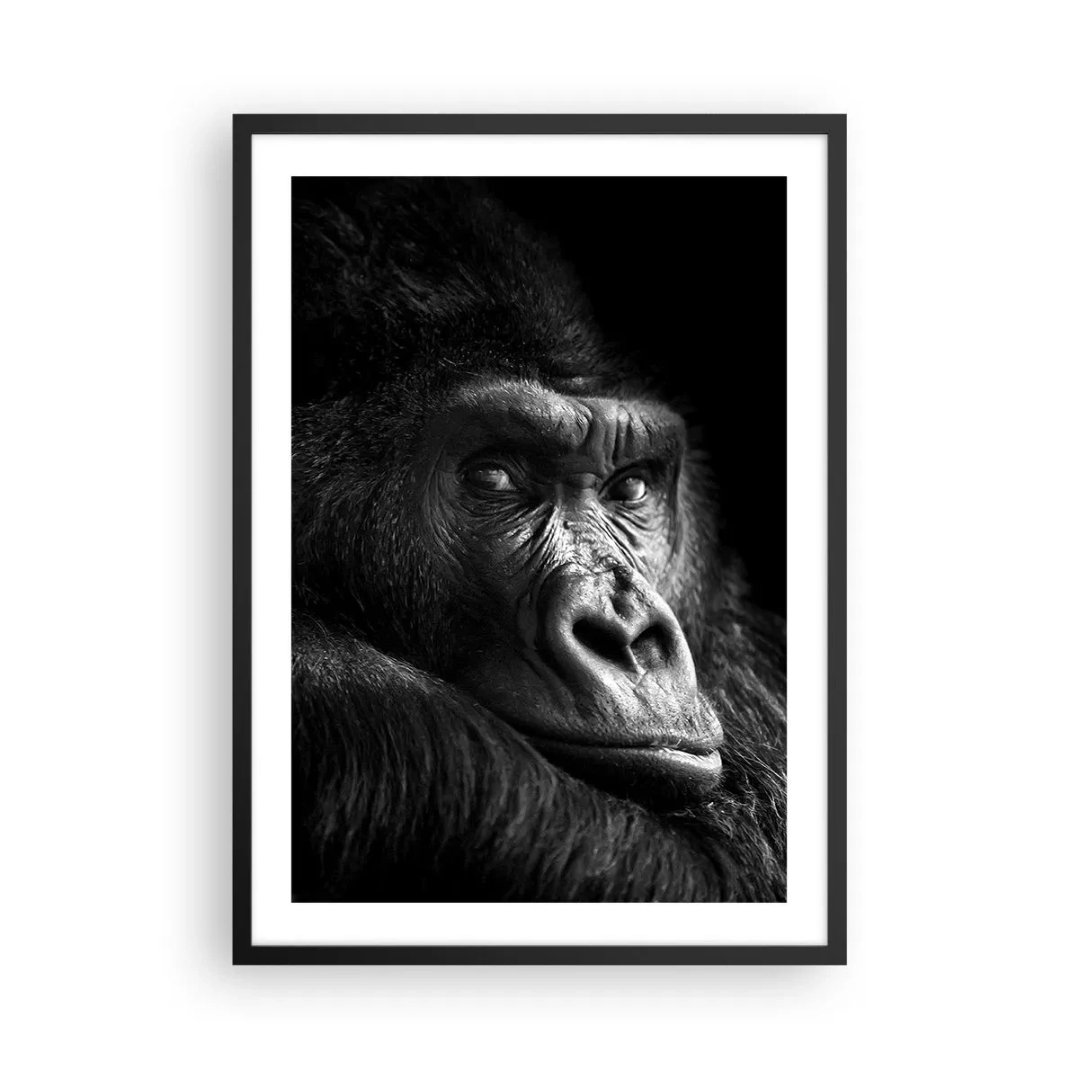 Pôster com moldura preta - Retrato de um gorila contra um fundo preto em detalhes vívidos - 50x70cm - E para que é que estás a olhar? - Decoração de parede moderna para a sala de estar e quarto ARTTOR