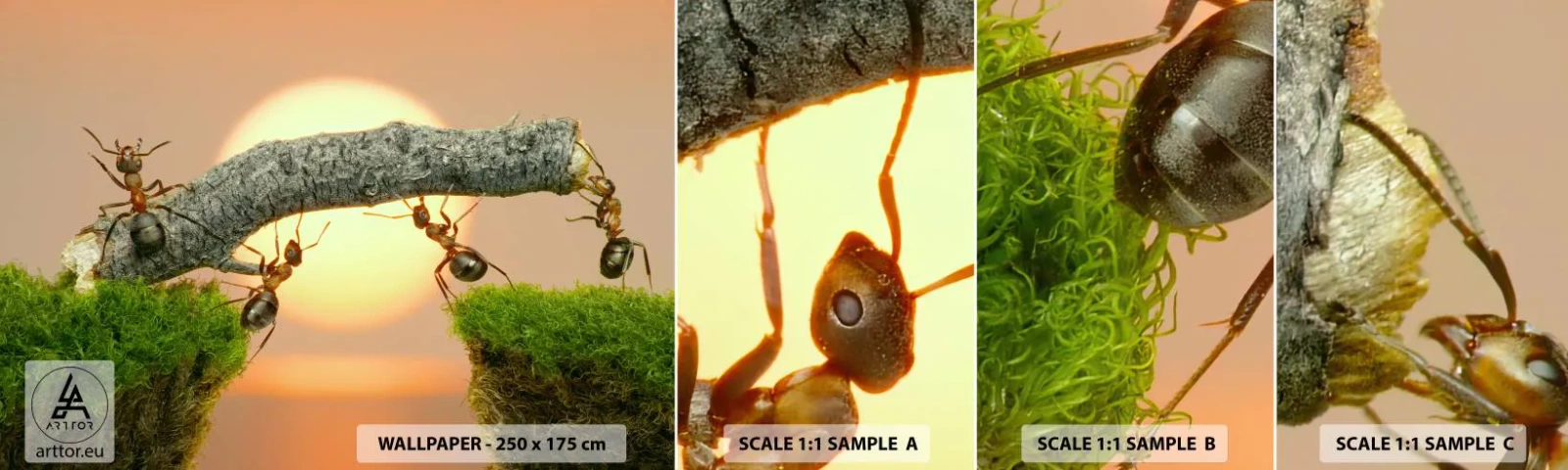 Amostra de Papel de Parede Standard Eco - Trabalho alegre e colaborativo - Natureza, Formigas, Pôr do sol - 100x30 cm