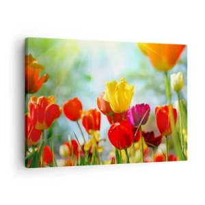 Quadro em tela - Tulipas coloridas ao sol - 70x50cm - Todas as cores do sol - Decoração de parede moderna para a sala de estar e quarto ARTTOR