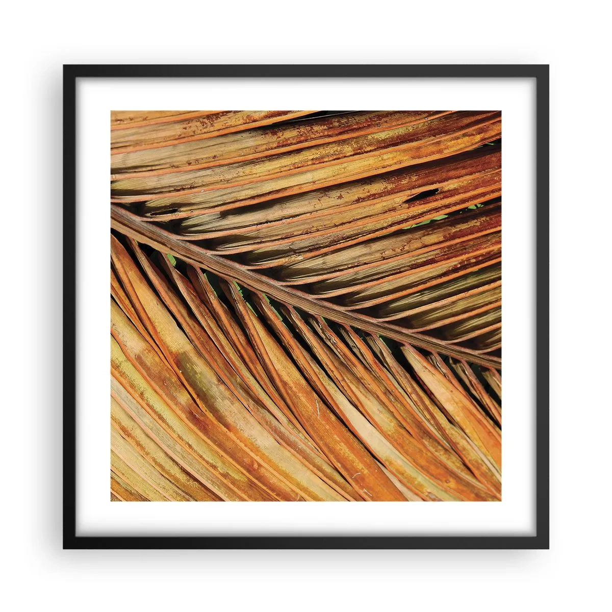 Pôster com moldura preta - Ouro de coco - 50x50 cm
