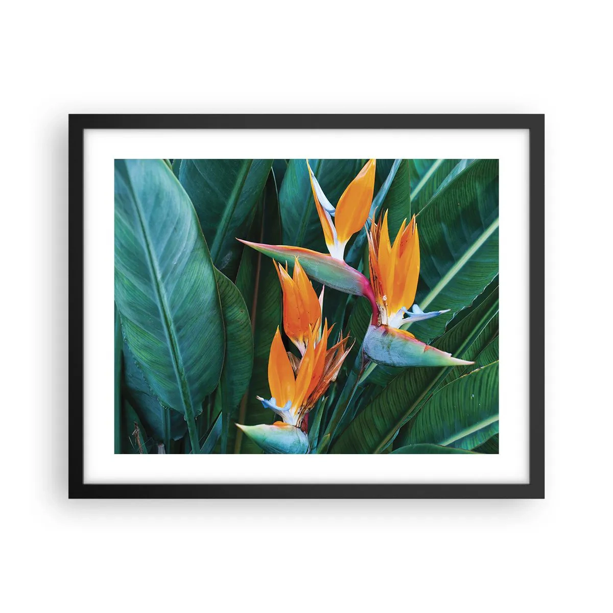 Pôster com moldura preta - É uma flor ou é um pássaro? - 50x40 cm