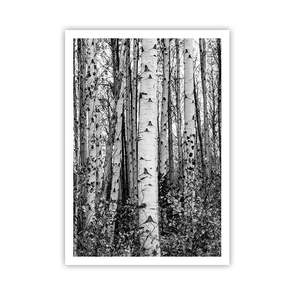Pôster - Colunata de bétula - 70x100 cm