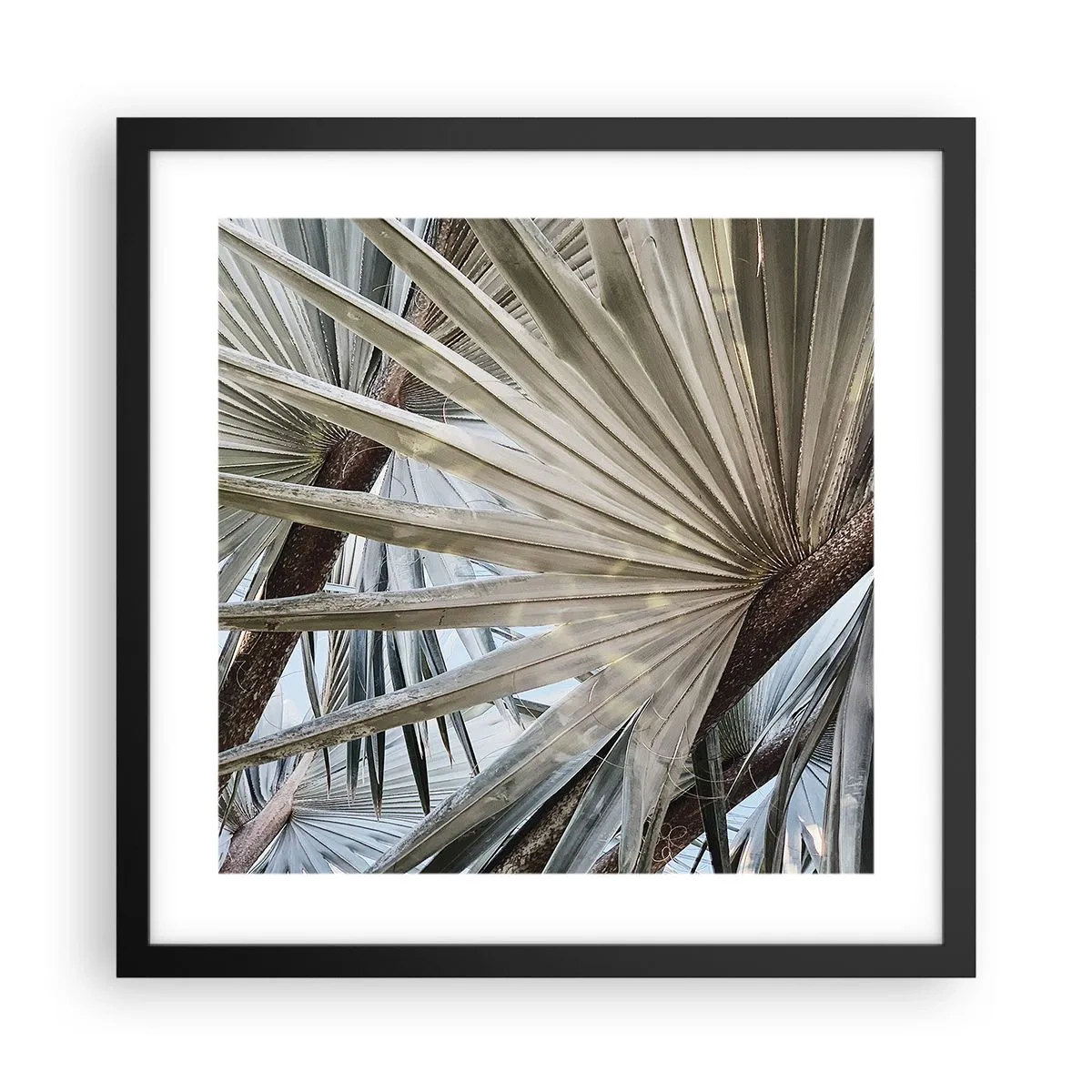 Pôster com moldura preta - Leques nos trópicos - 40x40 cm