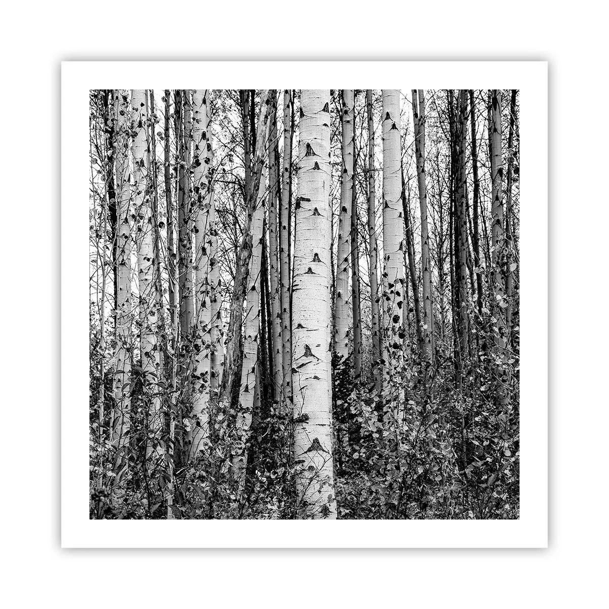 Pôster - Colunata de bétula - 60x60 cm