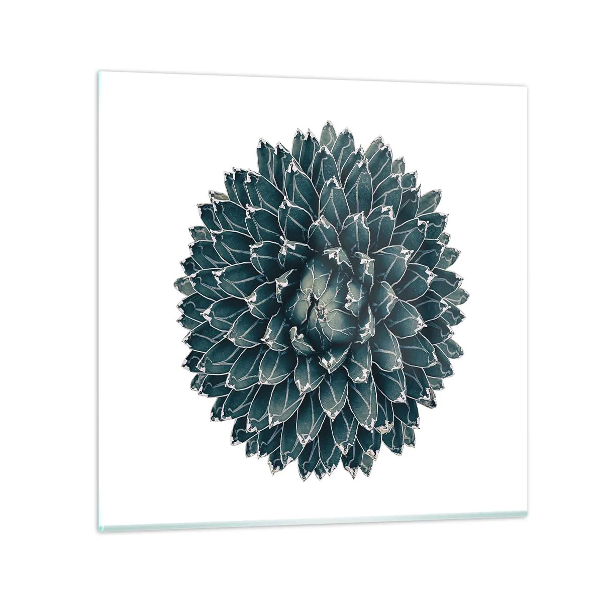 Quadro em vidro - Estrela do Deserto - 30x30 cm