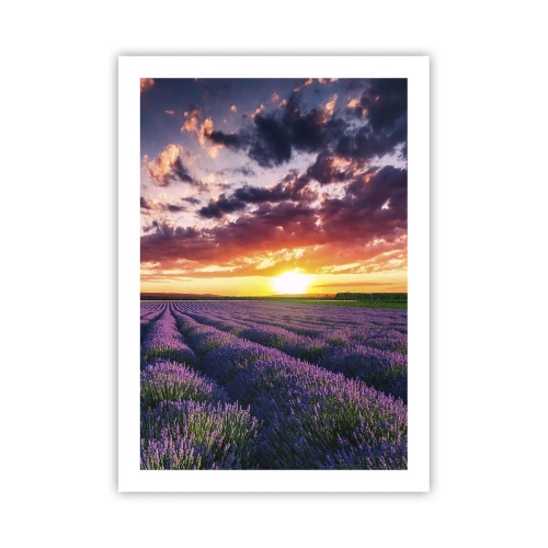 Pôster - O mundo da lavanda - 50x70 cm
