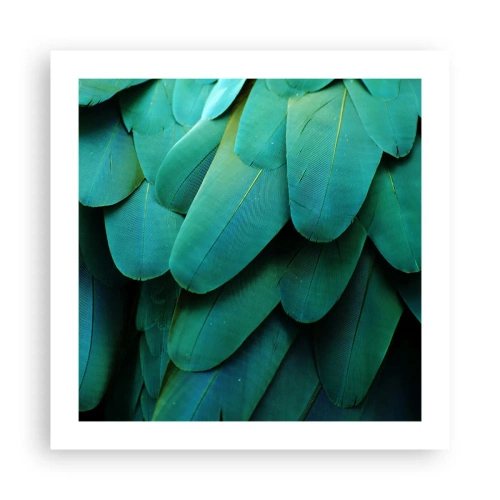 Pôster - Precisão de papagaio - 50x50 cm