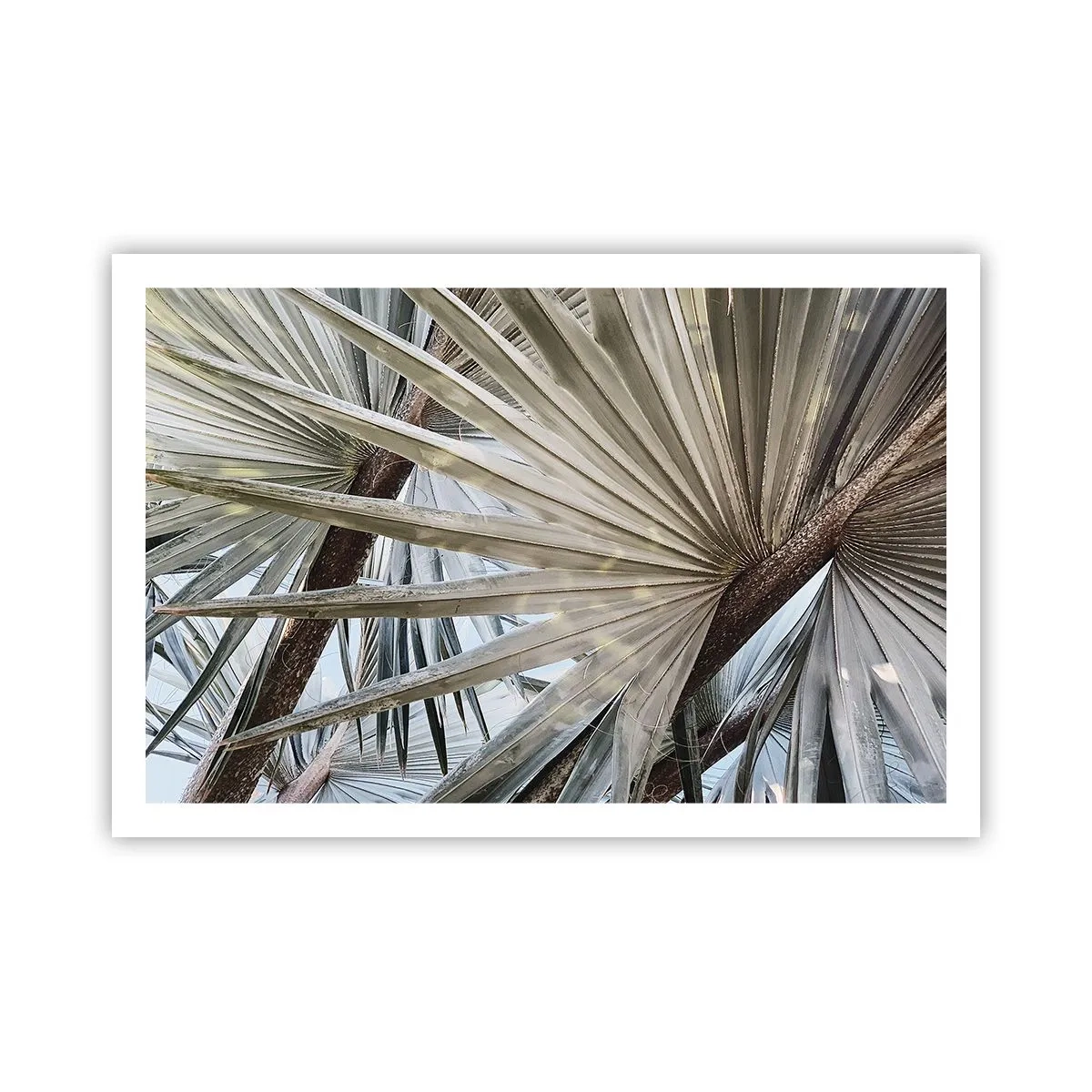 Pôster - Leques nos trópicos - 91x61 cm