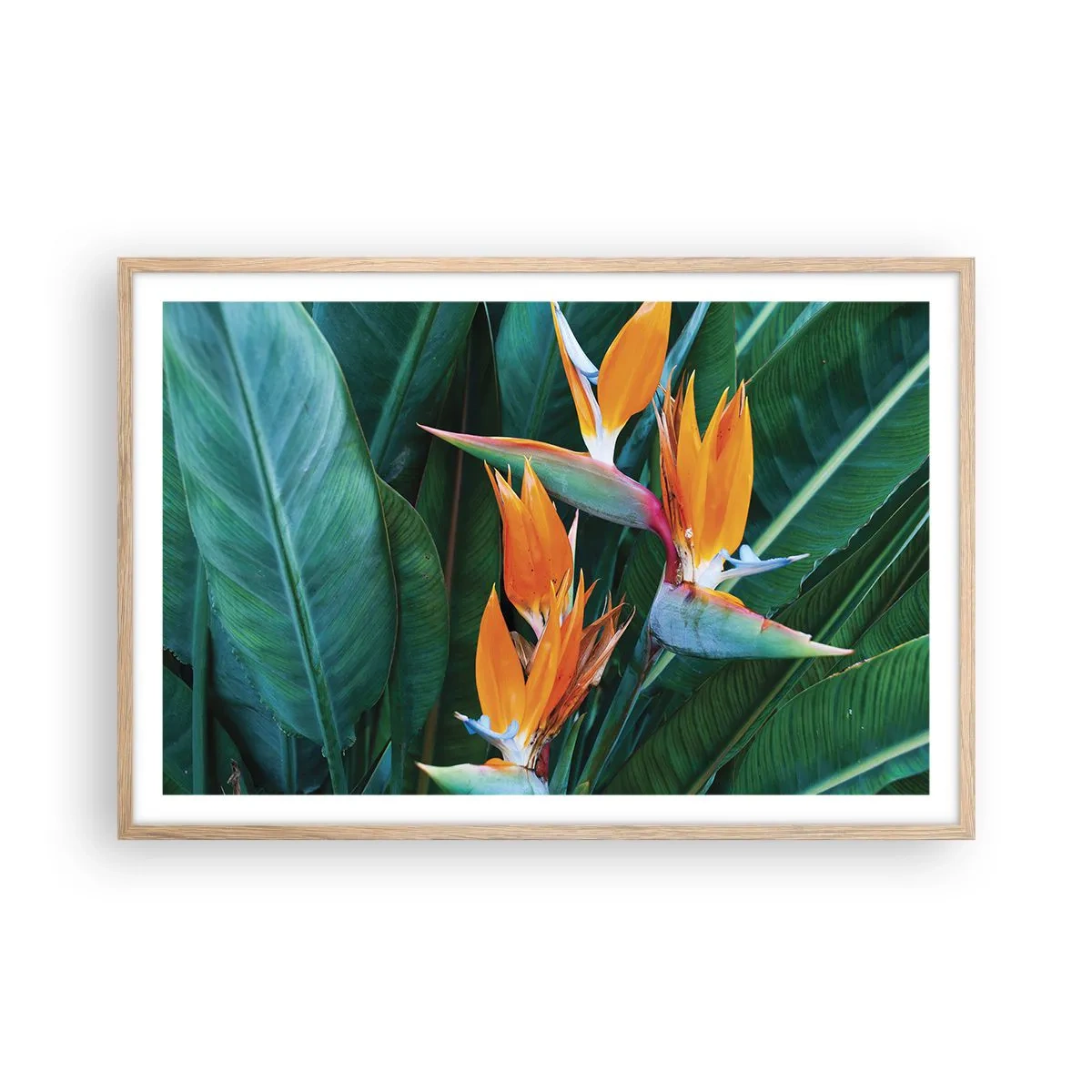 Pôster com moldura de carvalho claro - É uma flor ou é um pássaro? - 91x61 cm