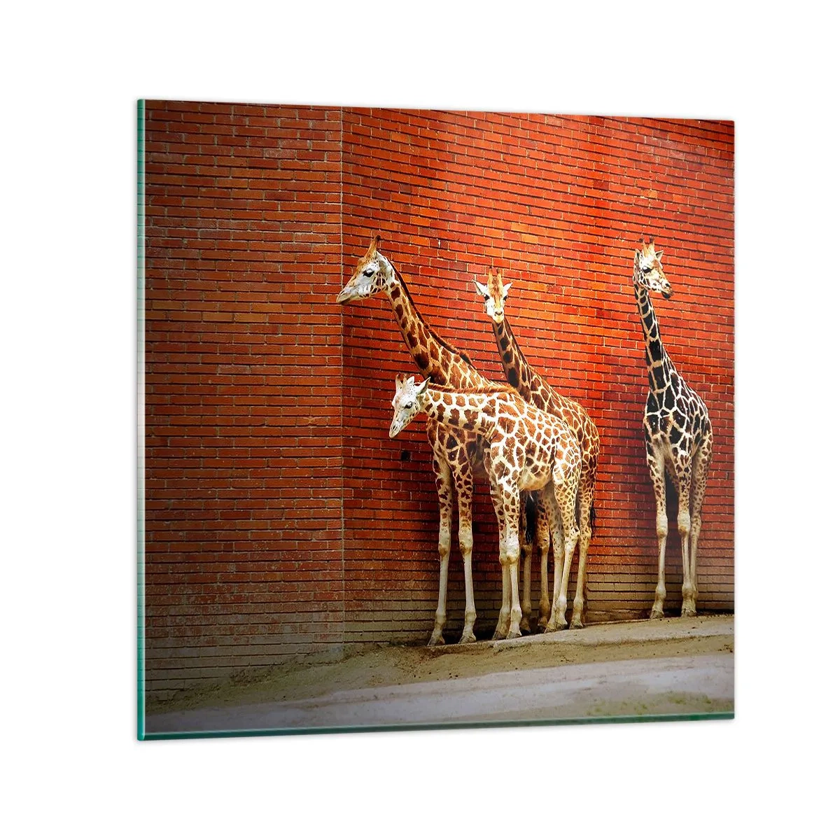 Quadro em vidro - Vê alguma acácia? - 50x50 cm