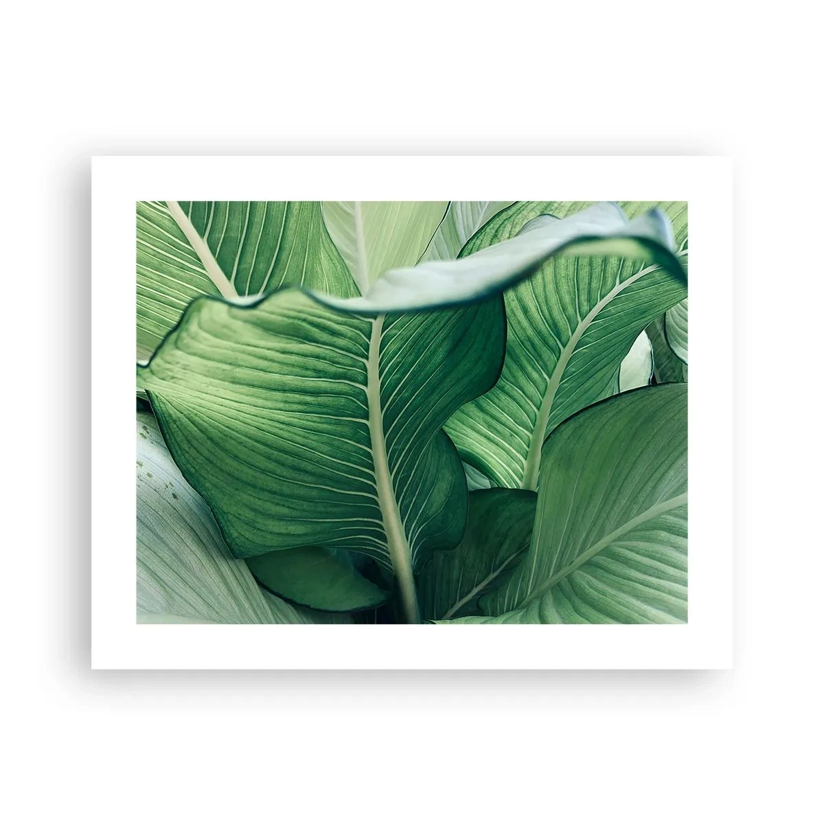 Pôster - Vida intensamente verde - 50x40 cm