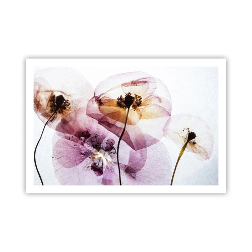 Pôster - A transparência das flores - 91x61 cm