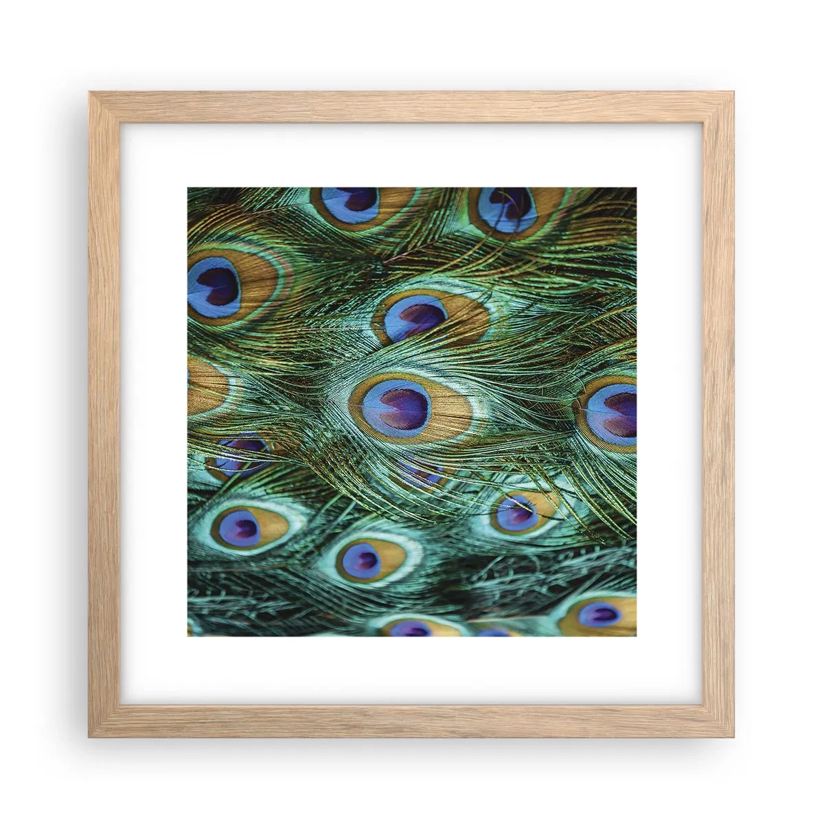 Pôster com moldura de carvalho claro - Um olhar de pavão - 30x30 cm