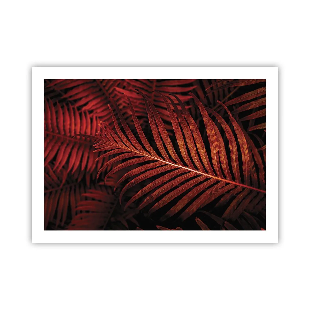 Pôster - O calor da vida - 70x50 cm