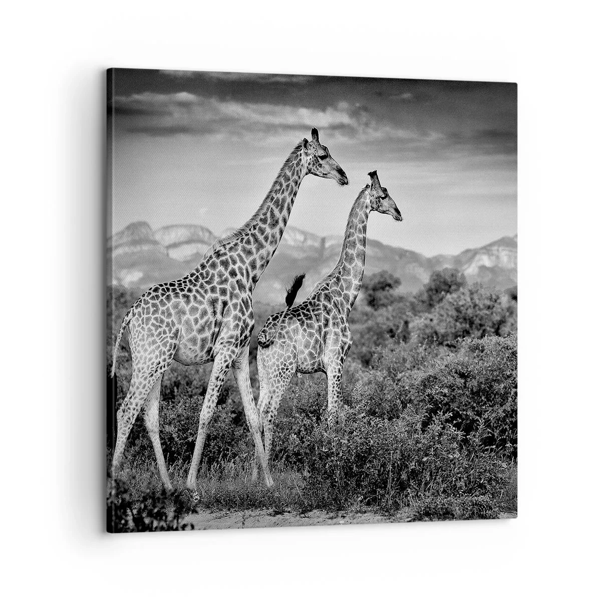 Quadro em tela - Alta Sociedade na África - 60x60 cm