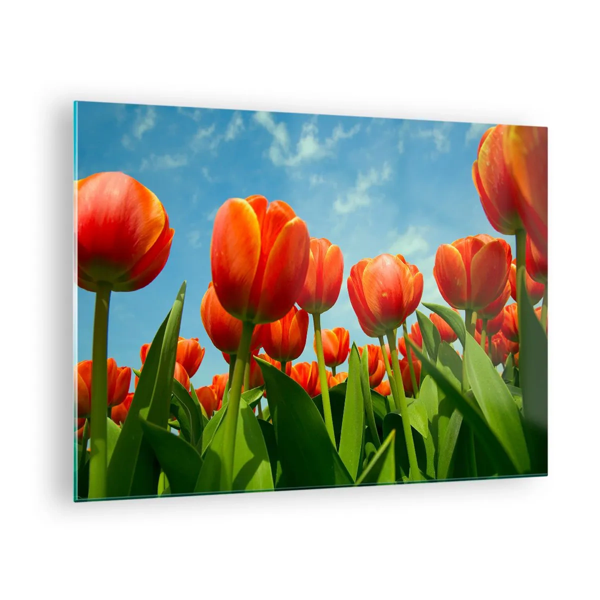 Quadro em vidro - Um campo de tulipas vermelhas sob um céu azul - 70x50cm - Além do céu azul, nada mais é necessário na vida - Decoração de parede moderna para a sala de estar e quarto ARTTOR