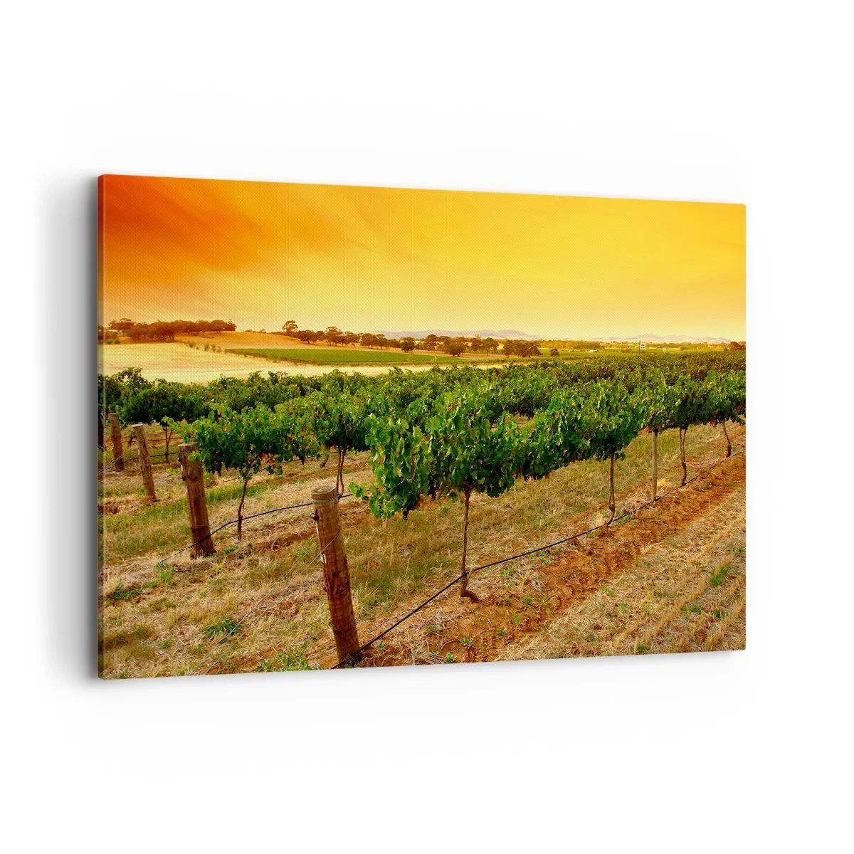 Quadro em tela - Sede de sol - 120x80 cm