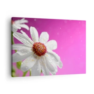 Quadro em tela - Uma margarida branca coberta com gotas de água sobre um fundo rosa - 70x50cm - Modesto em sua beleza - Decoração de parede moderna para a sala de estar e quarto ARTTOR
