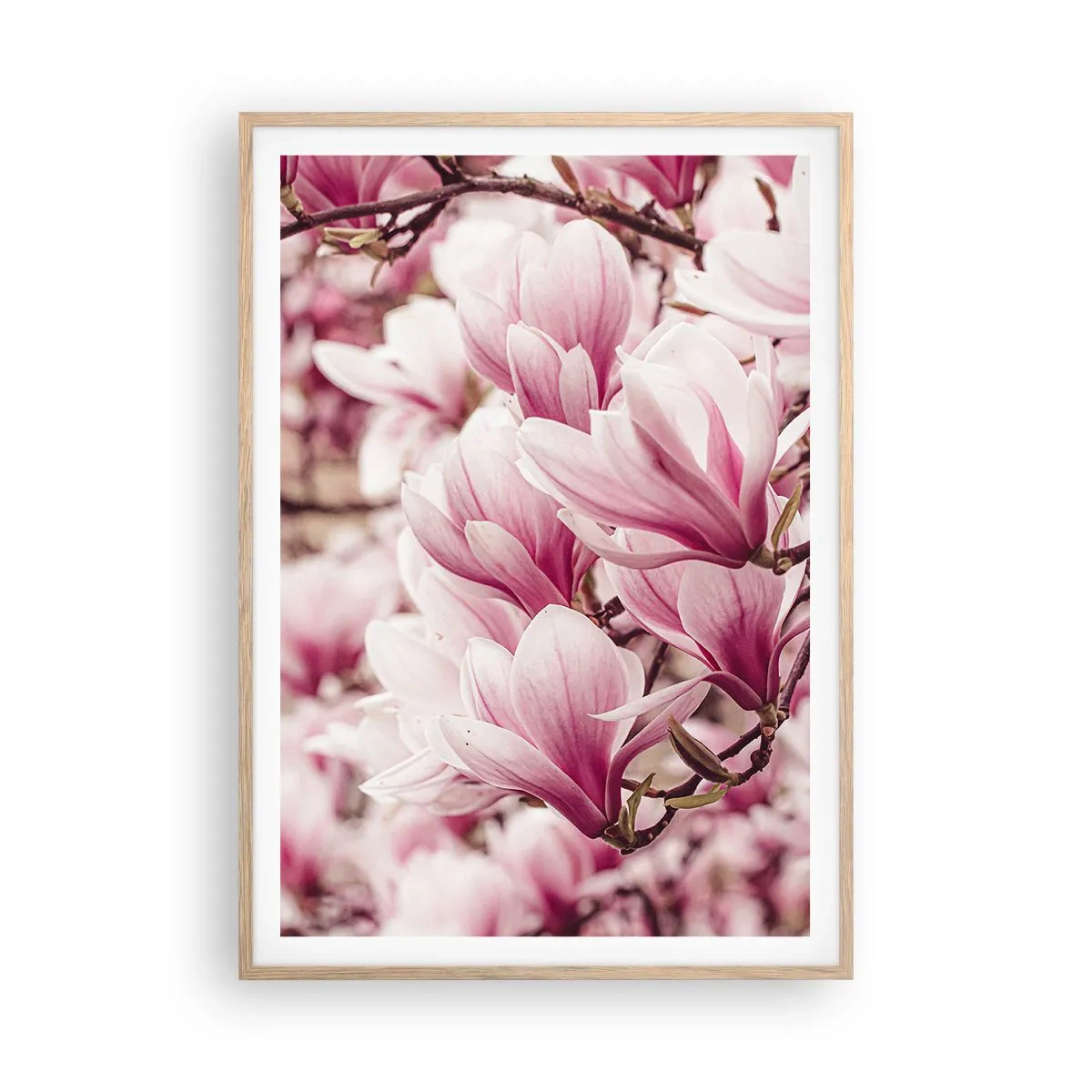 Pôster com moldura de carvalho claro - A primavera é rosa - 70x100 cm