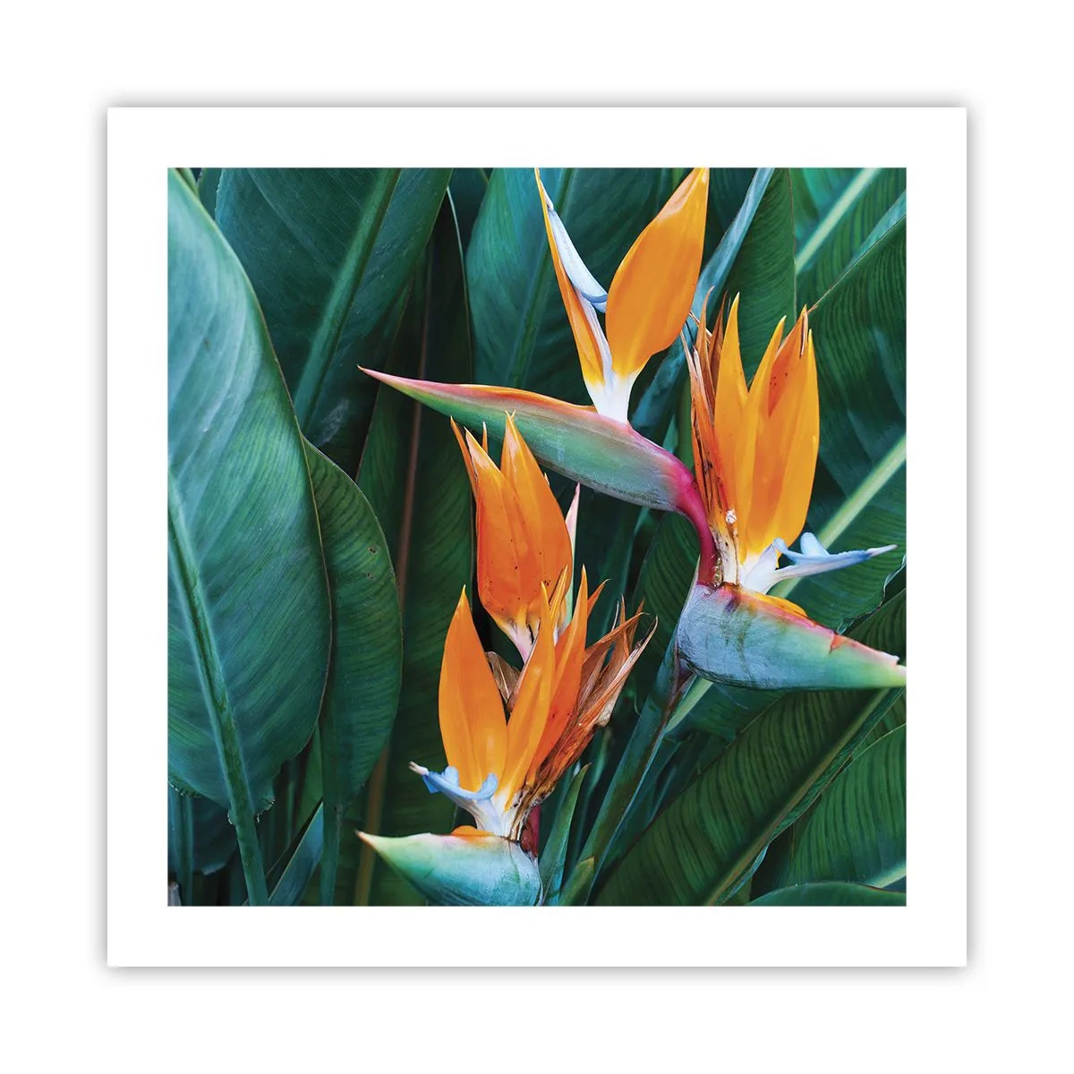 Pôster - É uma flor ou é um pássaro? - 50x50 cm
