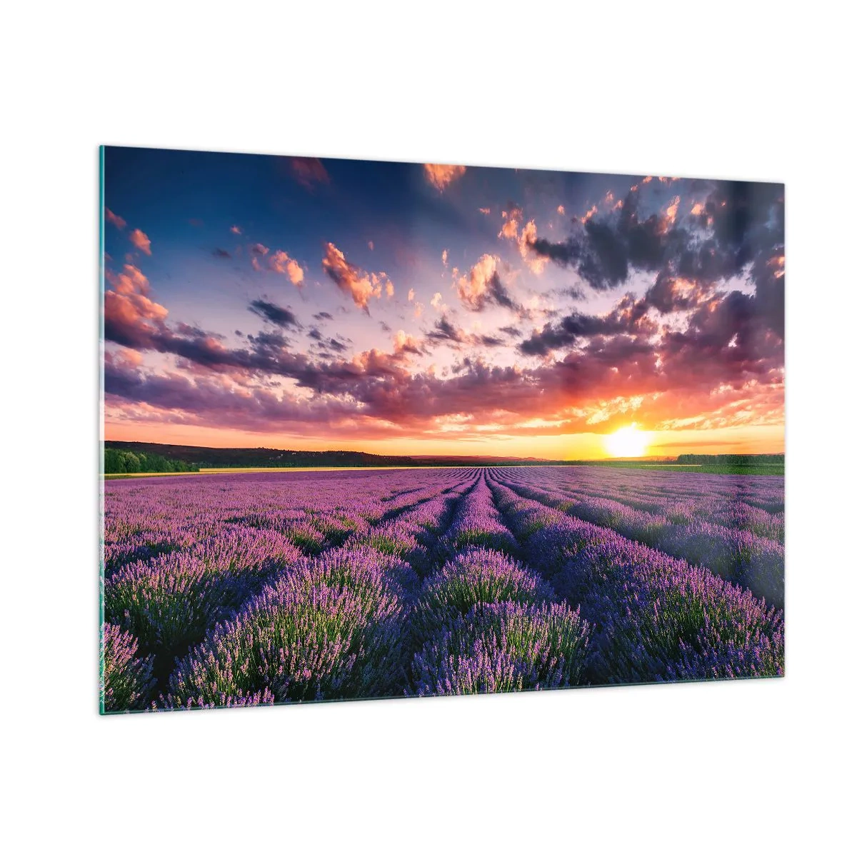 Quadro em vidro - O mundo da lavanda - 100x70 cm