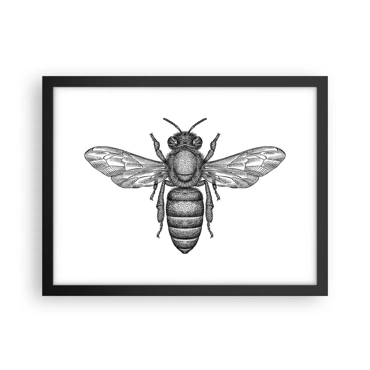 Pôster com moldura preta - Retrato de um inseto - 40x30 cm