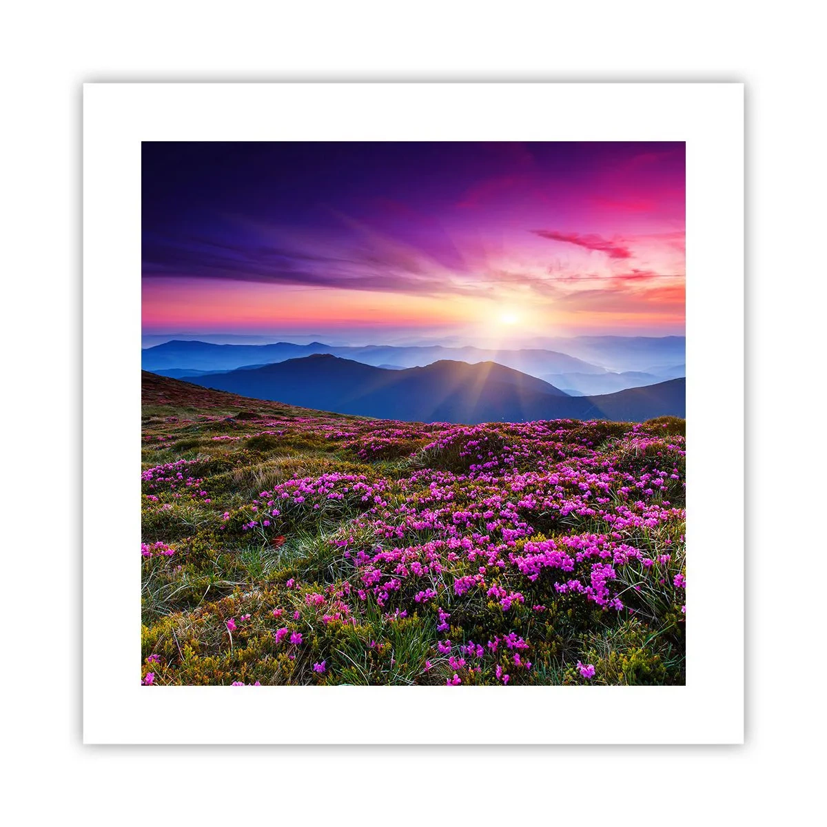 Pôster - Campo cheiroso - 40x40 cm