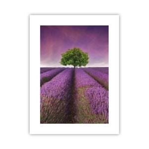Pôster - Nos campos de lavanda - 30x40 cm
