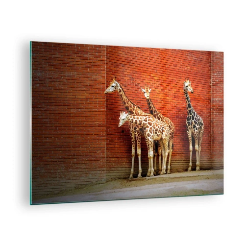 Quadro em vidro - Girafas contra uma parede de tijolos - 70x50cm - Vê alguma acácia? - Decoração de parede moderna para a sala de estar e quarto ARTTOR