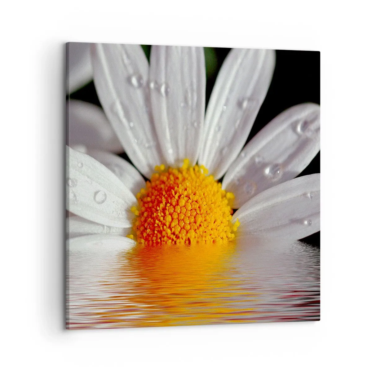 Quadro em tela - As margaridas do sol nascente - 50x50 cm