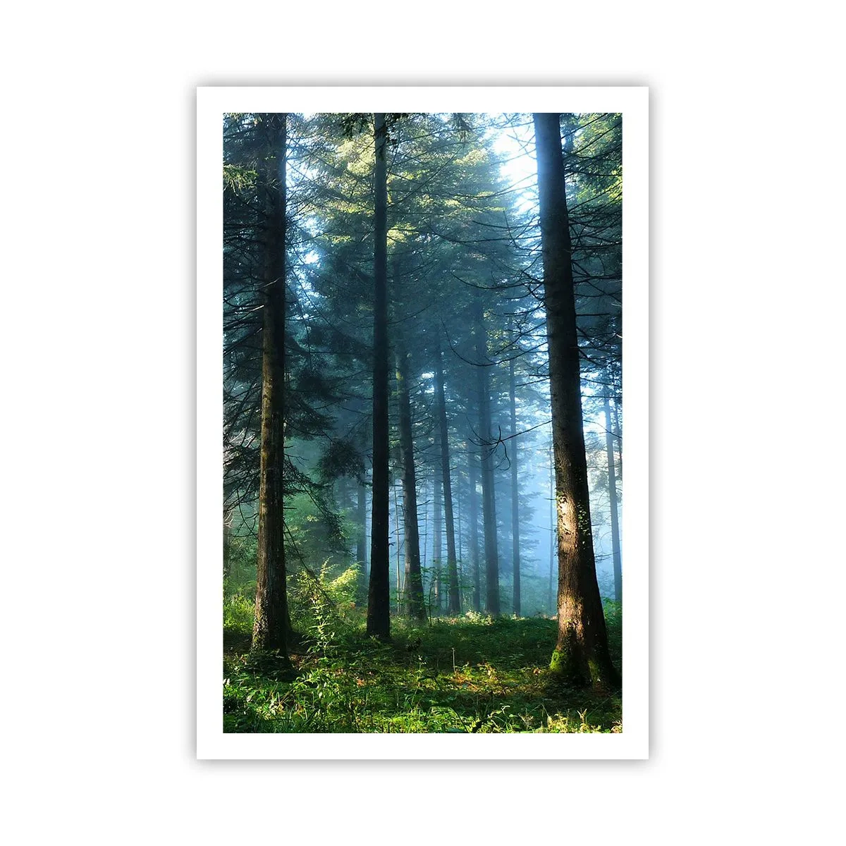 Pôster - Radiante de manhã - 61x91 cm