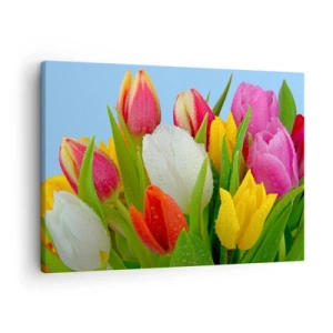 Quadro em tela - Tulipas coloridas cobertas com gotas de orvalho em um fundo azul - 70x50cm - Arco-íris floral em gotas de orvalho - Decoração de parede moderna para a sala de estar e quarto ARTTOR