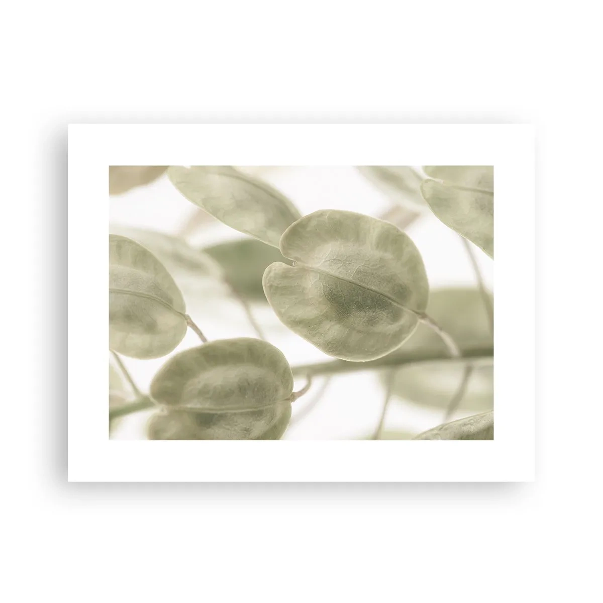 Pôster - No começo eram folhas... - 40x30 cm