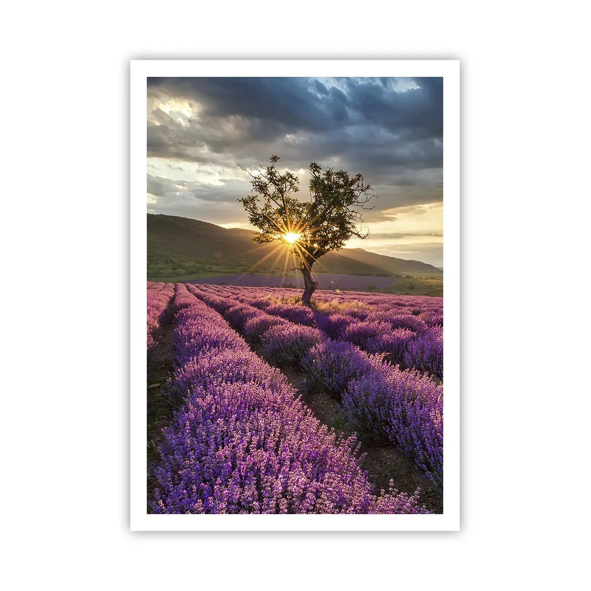 Pôster - Aroma lilás - 70x100 cm