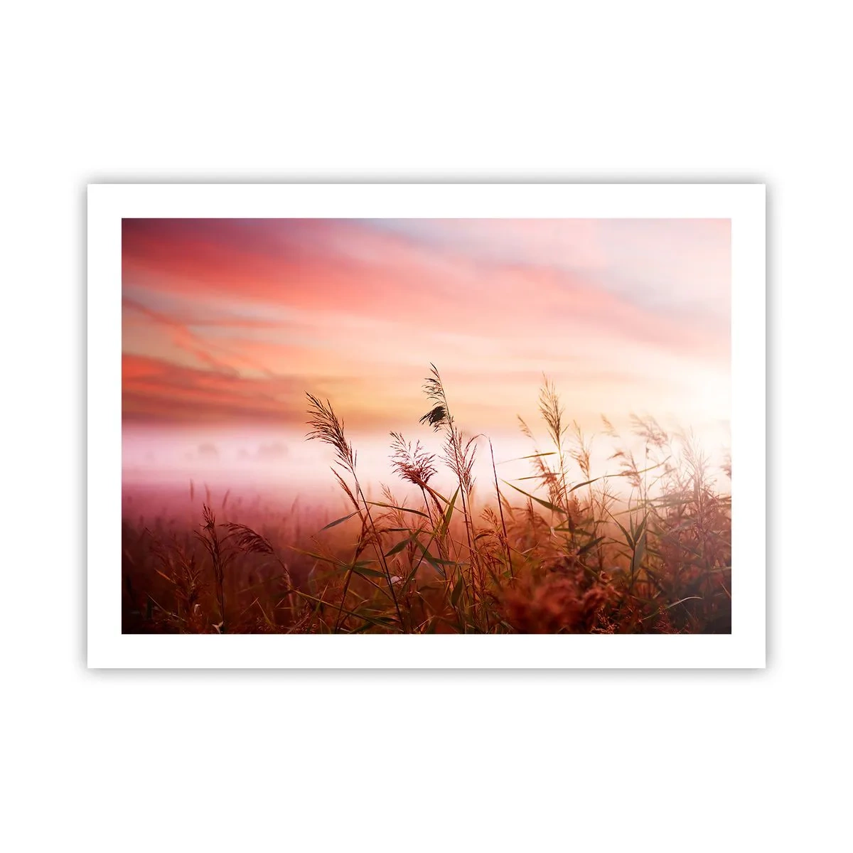 Pôster - Papagaios, balões, vento - 70x50 cm