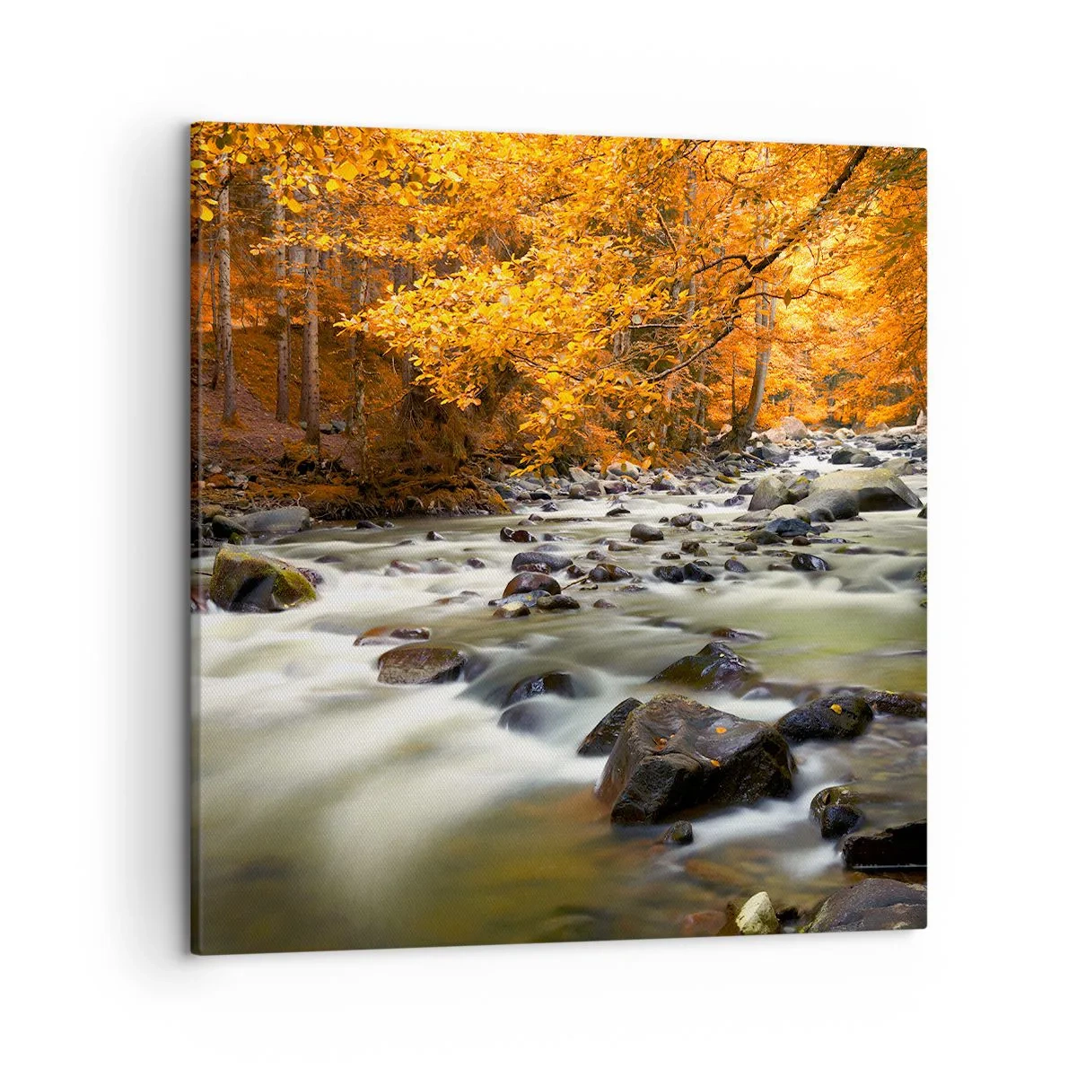 Quadro em tela - Um riacho na floresta dourada - 50x50 cm