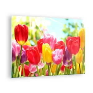Quadro em vidro - Tulipas coloridas à luz do sol da primavera - 70x50cm - Somos nós, as cores de maio! - Decoração de parede moderna para a sala de estar e quarto ARTTOR