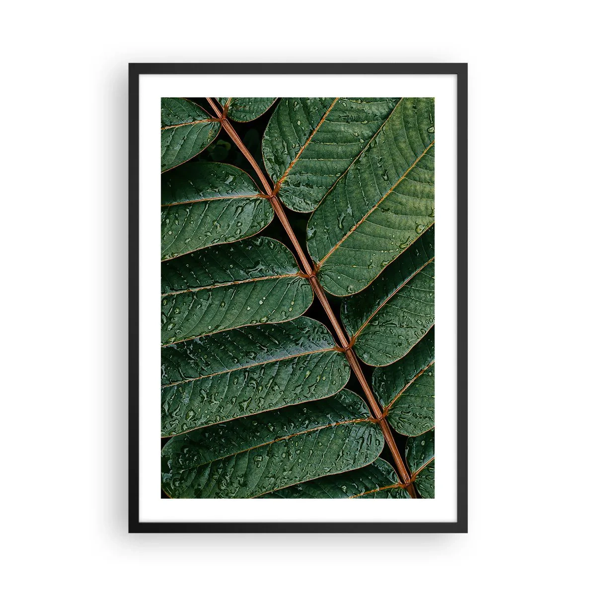 Pôster com moldura preta - Folhas com gotas de água criando uma composição harmoniosa - 50x70cm - Num ritmo verde - Decoração de parede moderna para a sala de estar e quarto ARTTOR