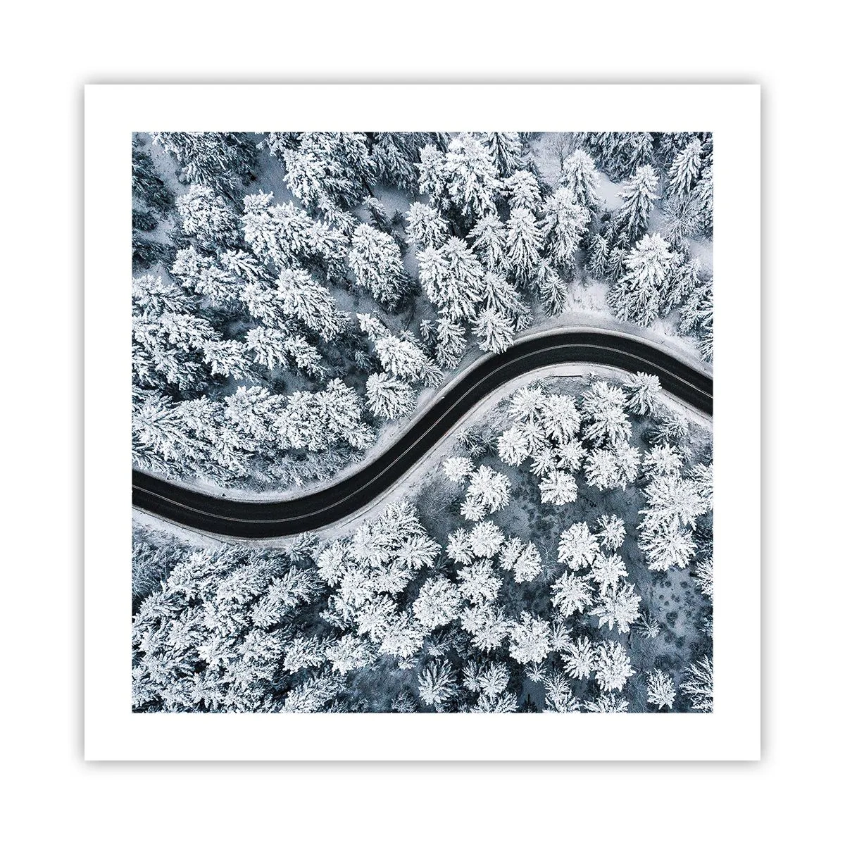 Pôster - Pelaa floresta no inverno - 50x50 cm