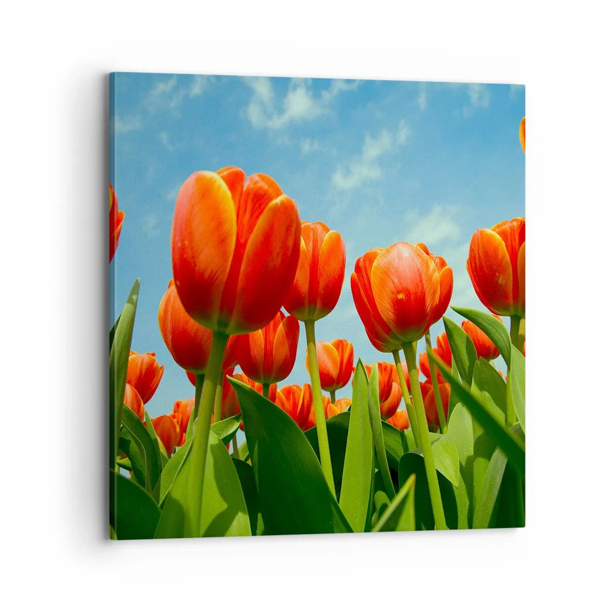 Quadro em tela - Além do céu azul, nada mais é necessário na vida - 70x70 cm