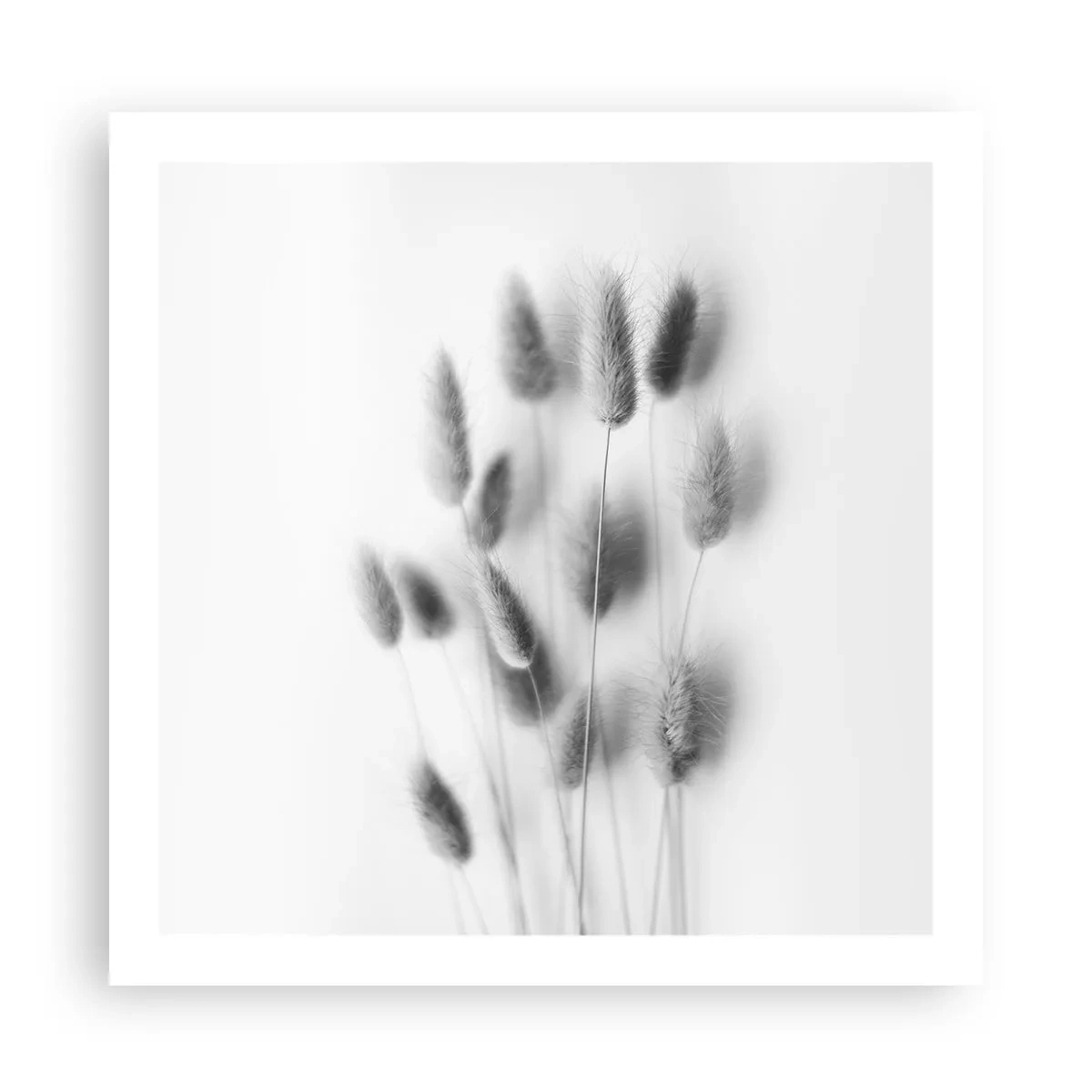 Pôster - Grama fofa - 60x60 cm