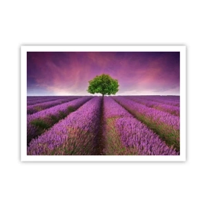 Pôster - Nos campos de lavanda - 100x70 cm