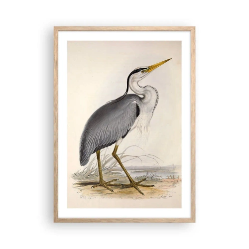 Pôster com moldura de carvalho claro - Graça de garça - 50x70 cm