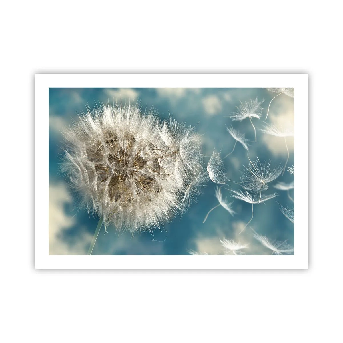 Pôster - Respiração de um anjo - 70x50 cm