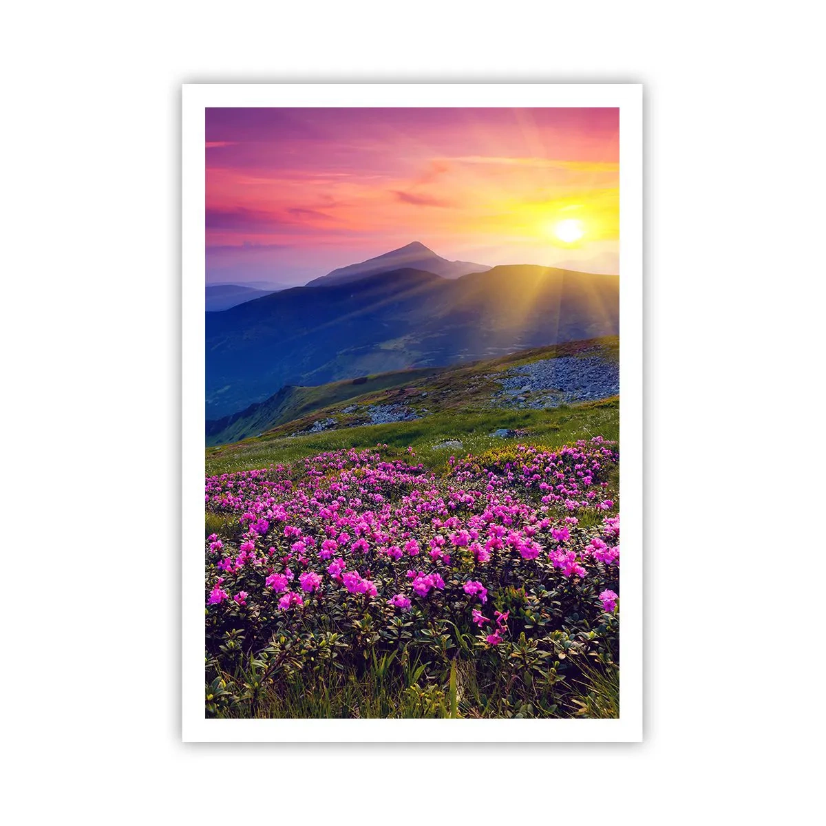 Pôster - …Cheiro de pinheiros e ervas da montanha - 70x100 cm